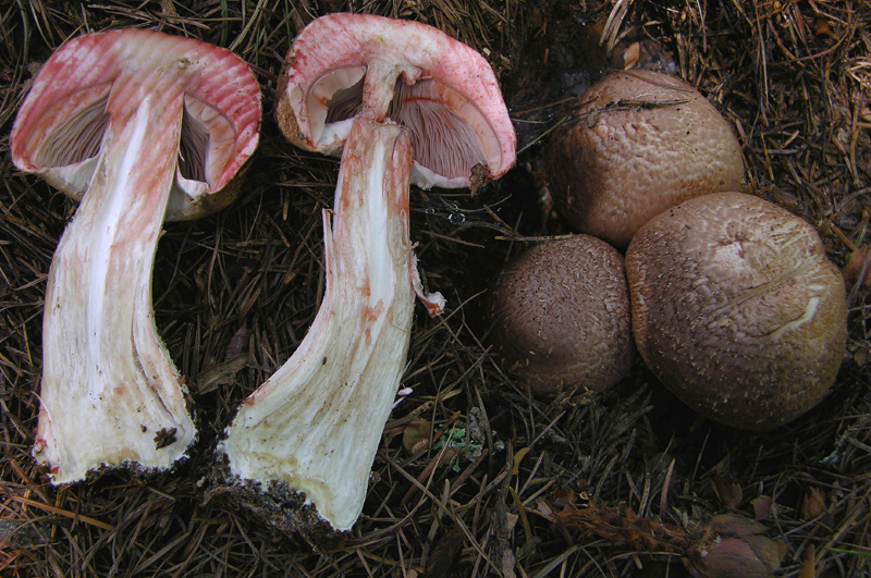 COLOR QUIZ.................